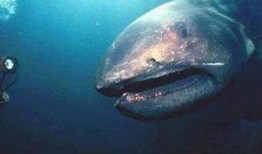 大白鲨在线观看完整版,深海巨兽的致命追逐